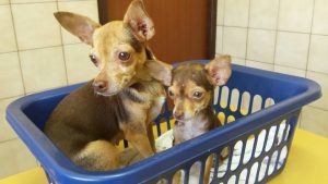 12064139_10206650031224339_832845731_n