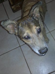 12072648_10206547220054124_7223423336859289220_n