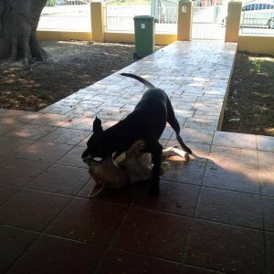 12079526_438690829656142_2667588095186476471_n