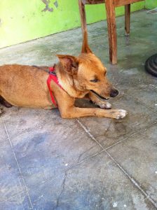 12182094_10156122126940507_144932878_n