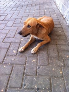 12182183_10156122133675507_677016977_n