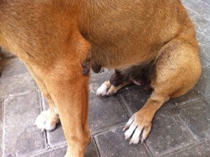 12188323_10156122120295507_1252897627_n