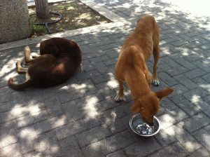 12188521_10156122148790507_623669472_n