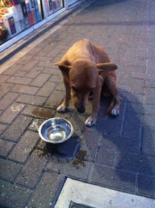 12188721_10156122142330507_1229912068_n