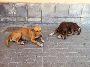 12200887_10156122133695507_1731661484_n