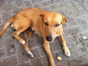 12200891_10156122120300507_1422028250_n