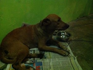 12202172_10156122124175507_402038377_n