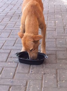 12202319_10156122133680507_1999142183_n