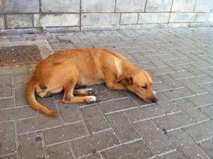 12204739_10156122133685507_353615412_n