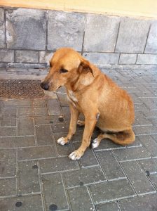 12204796_10156122133690507_238957627_n