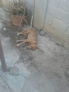 12204823_10156122165095507_654421659_n