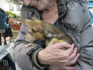 12239921_190577301284506_3906012342333843621_n