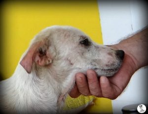 144hondjes okt 15