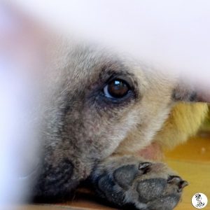 149hondjes okt 15
