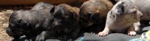 26hondjes okt 15
