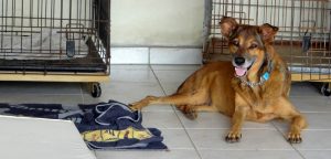 2hondjes okt 15