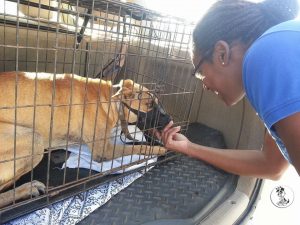 Brownie castratie (1)