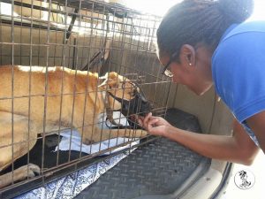 Brownie castratie (4)