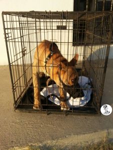 Brownie castratie (5)