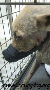 received_10206597832839412_wm