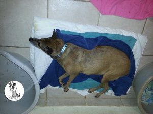 12105945_447002605491631_2727101270833346094_n