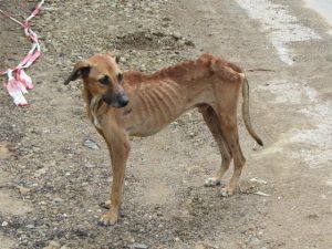 12108071_10204579634803274_1742945716900458303_n