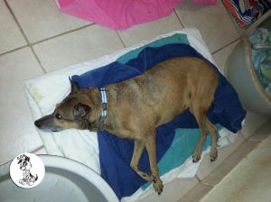 12190807_447002588824966_6157716169700311813_n