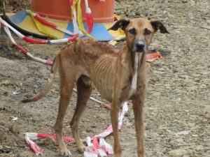 12193461_10204579621482941_8047972907212025055_n