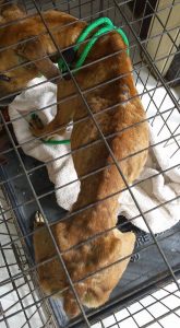 12193623_10208179935715329_1712465808070117765_n