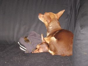 12274321_449852721873286_8920548038726630206_n