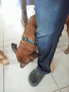 12281825_10206829519351430_156003690_o