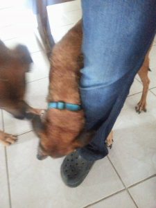 12295836_10206829519431432_1633027959_o