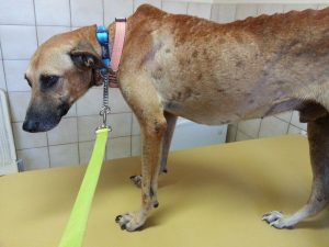 12381067_10206949031099149_1281815359_o (1)