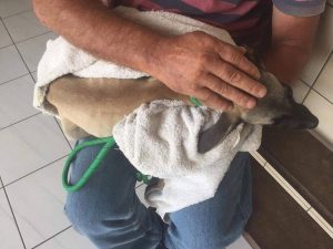 12227040_965304130193721_7567679904321934918_n