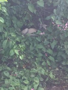 12235060_965304126860388_7778233092872135766_n