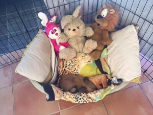 12241382_1029248220439894_532993911406030374_n