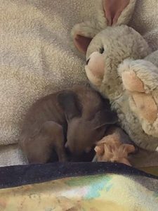 12249943_10208203033532760_1064723983541675474_n