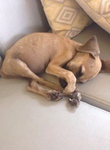 12278735_1030834623614587_4574589322408236710_n