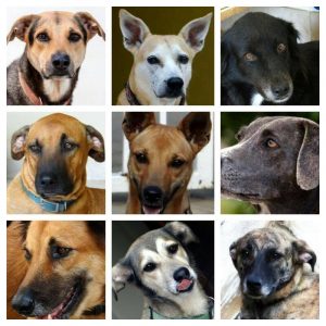 12421382_10206996403763436_1781185917_n