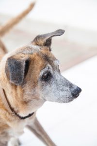 DOG doggies (148 of 233)