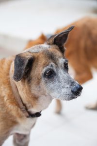 DOG doggies (149 of 233)