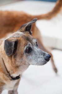 DOG doggies (150 of 233)