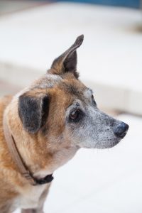 DOG doggies (151 of 233)