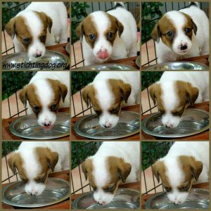 10294343_460768754115016_7745431891255420079_n