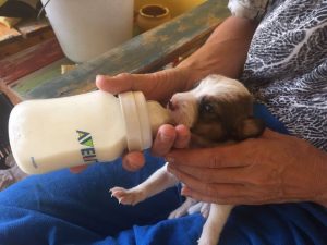 12366684_1041109105920472_1974815875_n