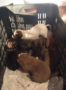 12376016_1041110255920357_8574112614629606725_n