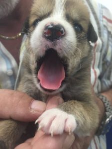 12387907_1041147702583279_1219069211_n