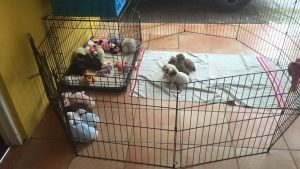 12395124_1042933465738036_621408402_n