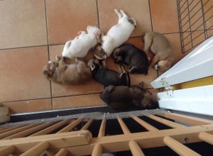 12434651_1046934292004620_1005228989_n