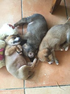 12463479_1050325848332131_1763585019_n